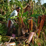 A farmer cleans up his damaged banana plants on the road that leads to Vakaloa Beach Resort, Kanokupolu